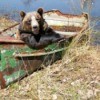 Bear in an old rusty boat on the shore.