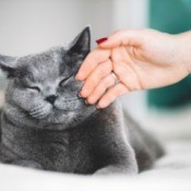 British shorthair cat stroked by a woman