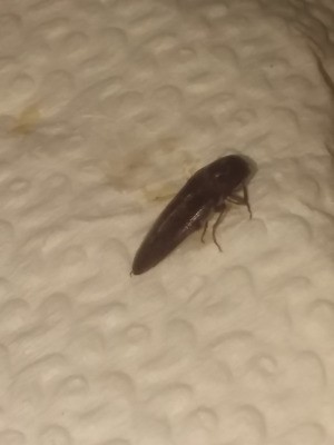 What Kind of Bug Is This? - long dark bug