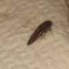 What Kind of Bug Is This? - long dark bug