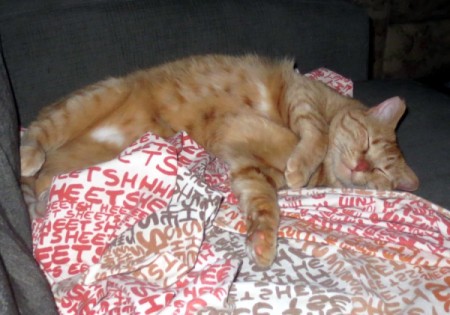 Solaris (Orange Tabby) - sleeping kitty