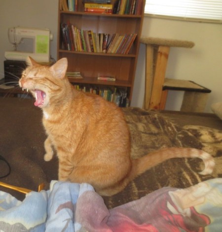 Solaris (Orange Tabby) - yawning cat