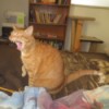 Solaris (Orange Tabby) - yawning cat