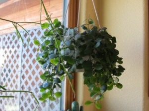 Identifying a Houseplant - hanging green foliage plant