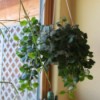 Identifying a Houseplant - hanging green foliage plant