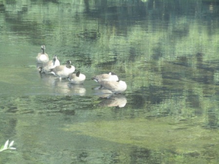 A row of Canada geese