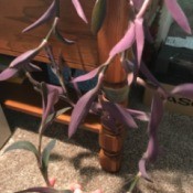 Identifying a Houseplant - hanging plant with green and purple leaves