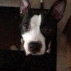 Cookie (Pit Bull)  - black and white Pit in a box