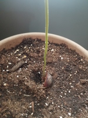 Transplanted Avocado Tree Not Growing