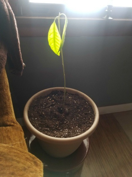 Transplanted Avocado Tree Not Growing - avocado with two limp leaves