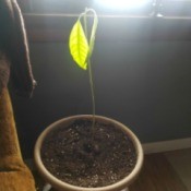 Transplanted Avocado Tree Not Growing - avocado with two limp leaves