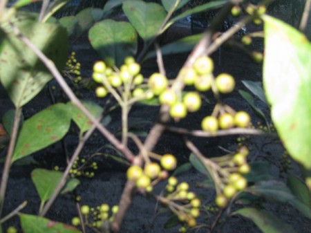 Saskatoon Serviceberry Fruit Doesn't Ripen - green berries