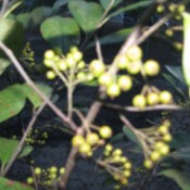 Saskatoon Serviceberry Fruit Doesn't Ripen - green berries