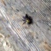 Rescue of My Bee Friend - bee drying out on a wooden step