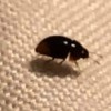 Identifying a Bug in the House - small dark colored shiny bug