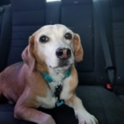 Louie (Beagle) - after diet