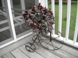 A purple Wandering Jew in a tricycle themed planter.