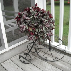 A purple Wandering Jew in a tricycle themed planter.