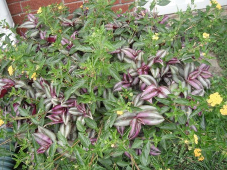 Purple Wandering Jew growing in a garden bed.