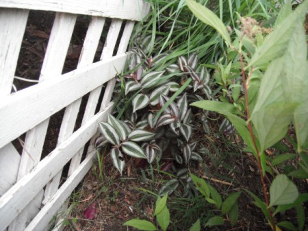 Purple Wandering Jew growing on a fenceline.