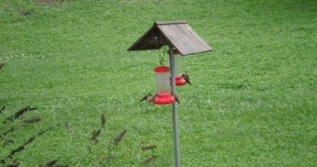 Hummingbirds - at feeder