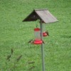 Hummingbirds - at feeder