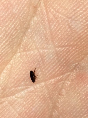 What Kind of Bug Is This? - very small black bug on someone's palm