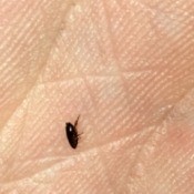 What Kind of Bug Is This? - very small black bug on someone's palm