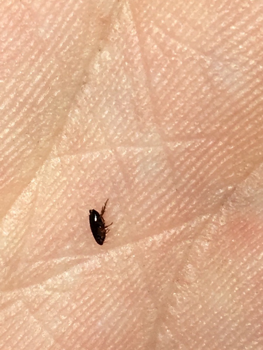 tiny bug with black and white stripes