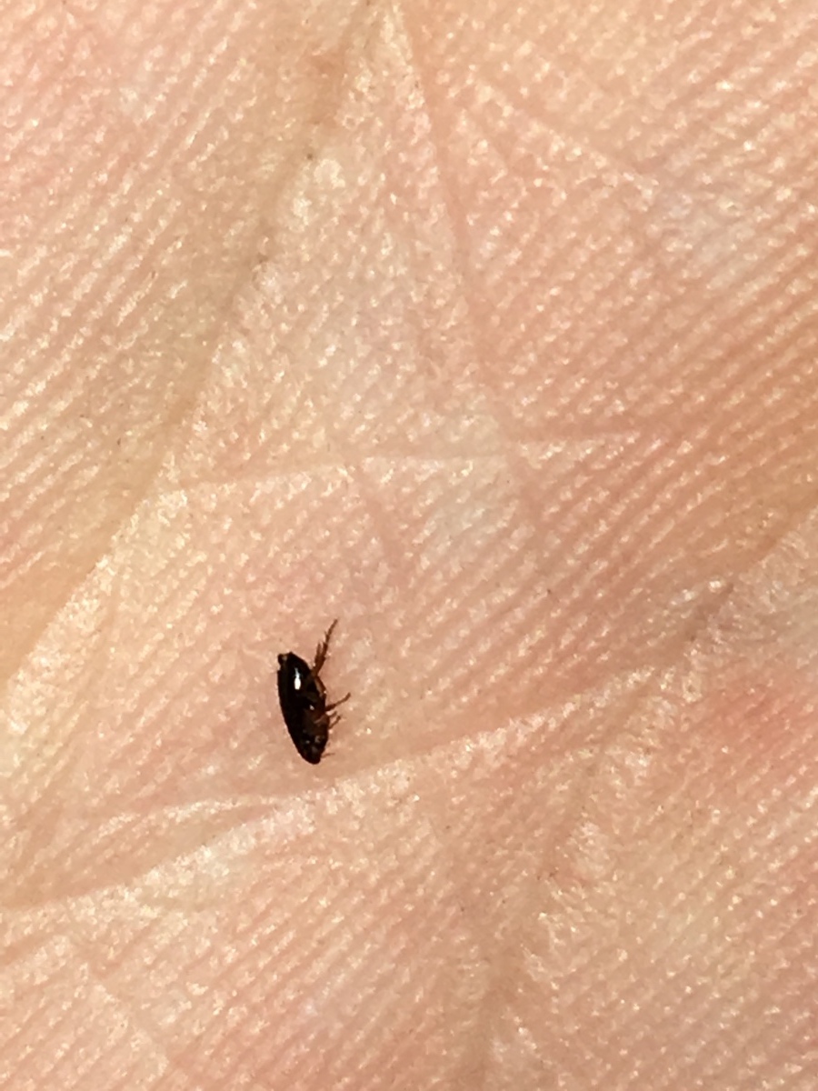 What Are These Tiny Black Bugs In My House Vrogue Co   What Kind Of Bug Is This 7 X2 