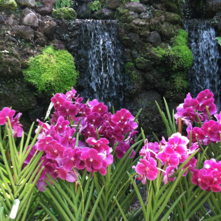 Beautiful pink orchids in an indoor garden in Singapore.