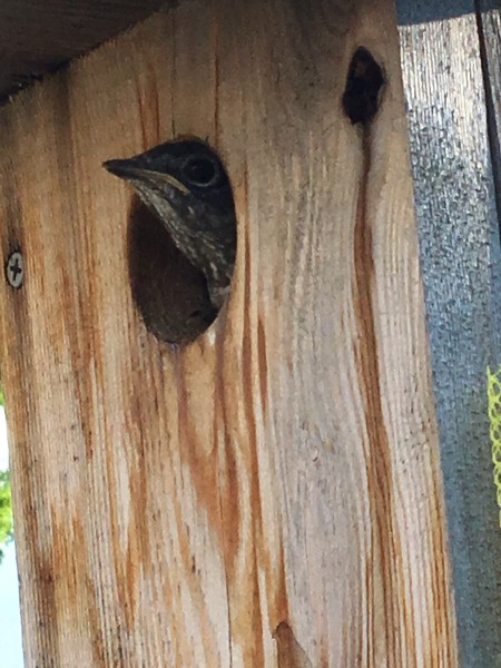 A baby bluebird peeking out of a birdhouse.