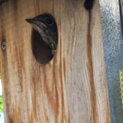 A baby bluebird peeking out of a birdhouse.