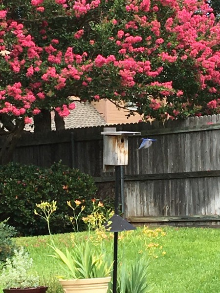 A bluebird father flying back to the next inside a birdhouse.