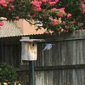 A bluebird father flying back to the next inside a birdhouse.