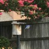 A bluebird father flying back to the next inside a birdhouse.