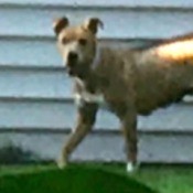 Is My Dog a Full Blood Pit Bull? - dog on a leash