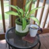 Using A Coffee Container As An Indoor or Outdoor Planter - decorated container on patio table