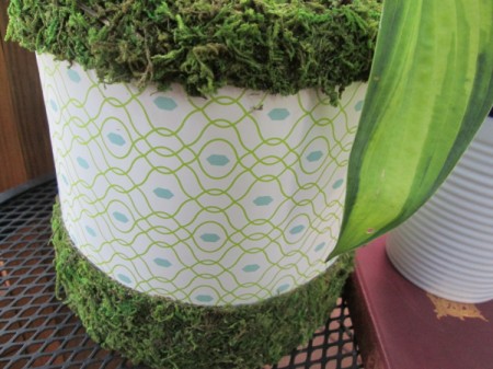 Using A Coffee Container As An Indoor or Outdoor Planter