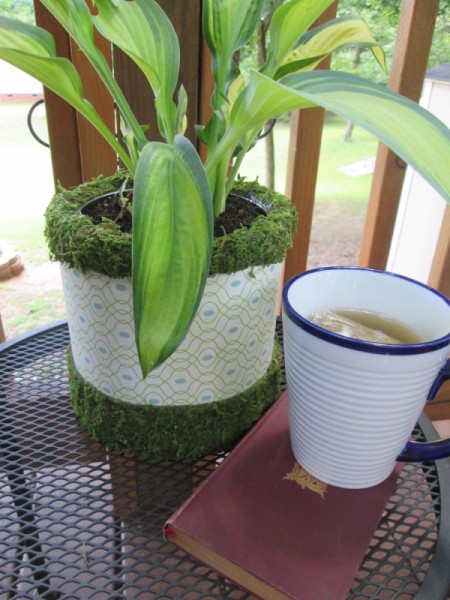 Using A Coffee Container As An Indoor or Outdoor Planter