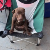 What Breed Is My Dog?