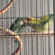 Lovebirds Not Mating