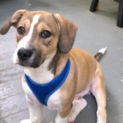 What Breed Is My Dog? - tri color dog wearing halter