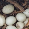 Moving With a Pet Nesting Duck - duck eggs