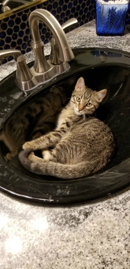 Athena (American Shorthair Tabby) - kitten in bathroom sink