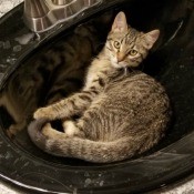 Athena (American Shorthair Tabby) - kitten in bathroom sink