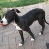 Is My Dog a Full Blood Pit Bull? - black and white dog