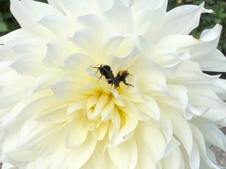 Dahlias and Their Pollinators - bumble bees on white dahlia