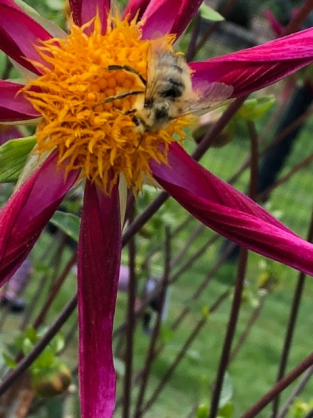 Dahlias and Their Pollinators - honey bee on the bright orange center of a beautiful red dahlia