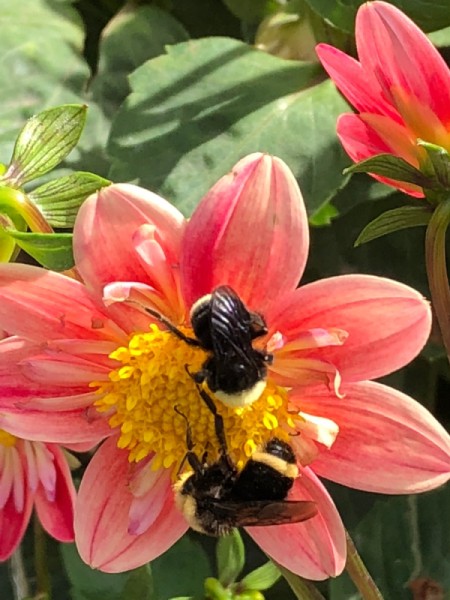 Dahlias and Their Pollinators  - different angle of bumble bees